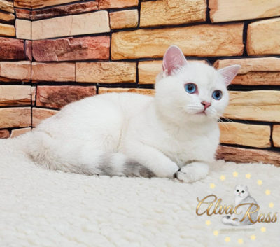 Этот же шотландский котенок окраса шиншилла-поинт в возрасте 4 месяца (имеет голубой цвет глаз)